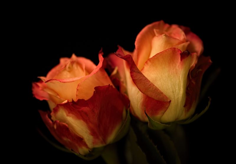 bloemen, rood, geel, roos, bloem, roze bloemen, rood, geel, roos, bloem, roze