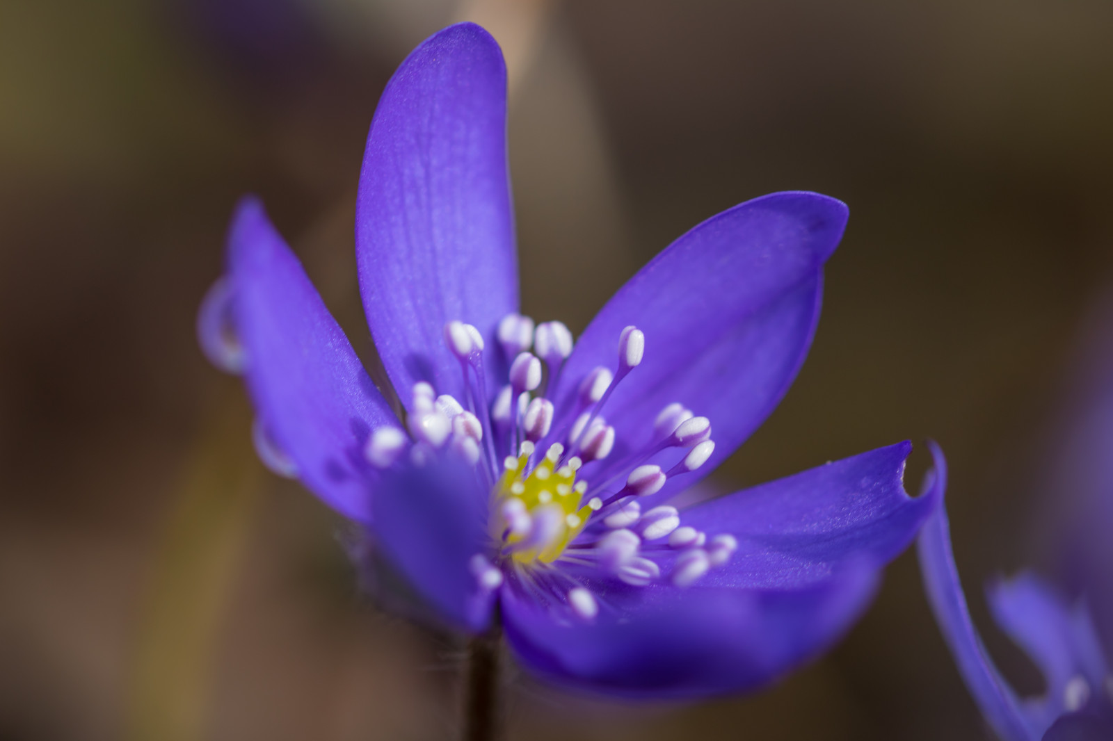 Příroda, fotografování, nachový, modrý, pyl, květ, jaro, krokus, květ, rostlina, flóra, Blomma, Lund, botaniskatr dg rden, v r, Botanická zahrada, okvětní lístek, hepatica, blueanemone, bl sippa, divoká rostlina, suchozemská rostlina, kvetoucí rostlina, zblízka, makro fotografie, závod stonek