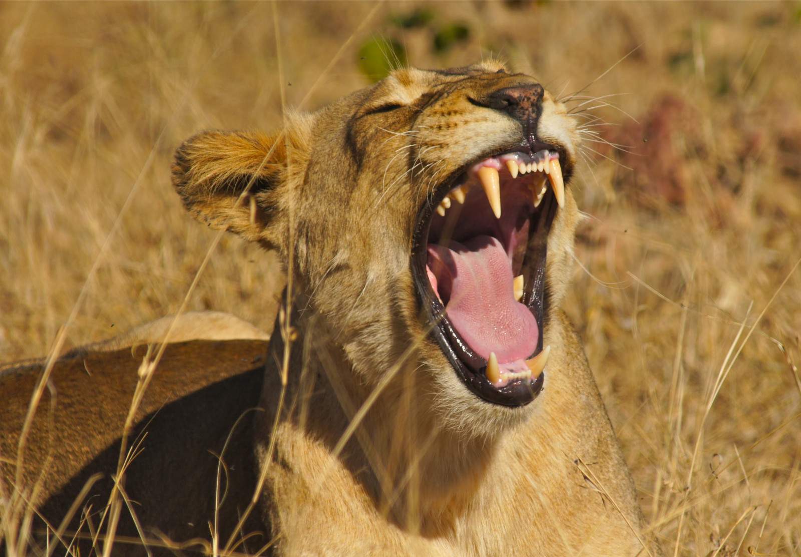 tráva, lev, Volně žijících živočichů, velké kočky, kníry, emoce, řev, lučina, Safari, fauna, Jižní Afrika, mimika, kočka jako savci, čenich, savana, zívnutí, Krugerův národní park, masai lev, Pantheraleo, Leeuw, Ngala, Flehmenresponse, terrestrial animal