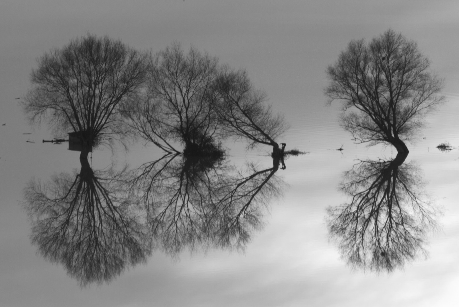 alberi, paesaggio, monocromo, acqua, natura, erba, cielo, la neve, inverno, pioggia, ramo, simmetria, Inghilterra, mattina, nebbia, brina, azienda agricola, subacqueo, tristezza, incubo, ambiente, UK, novembre, tranquillo, calmo, disastro, Salice, alluvione, tranquillità, 2012, Mono, sereno, nube, mistico, albero, autunno, nebbia, ancora, tempo metereologico, pianta, stagione, agricoltura, riflessi, rami, i campi, potente, Regno Unito, Gran Bretagna, Somerset, idilliaco, Canoneos7d, ramoscello, fenomeno atmosferico, bianco e nero, fotografia in bianco e nero, pianta legnosa, glastonbury, somersetlevels, rigido, inondazioni, suggestivo, pozzi, Glastonburtitore, floodwater, allagato, perdite, inondato, butleighmoor, riverbrue, angolato, peacefulscene, allagamento