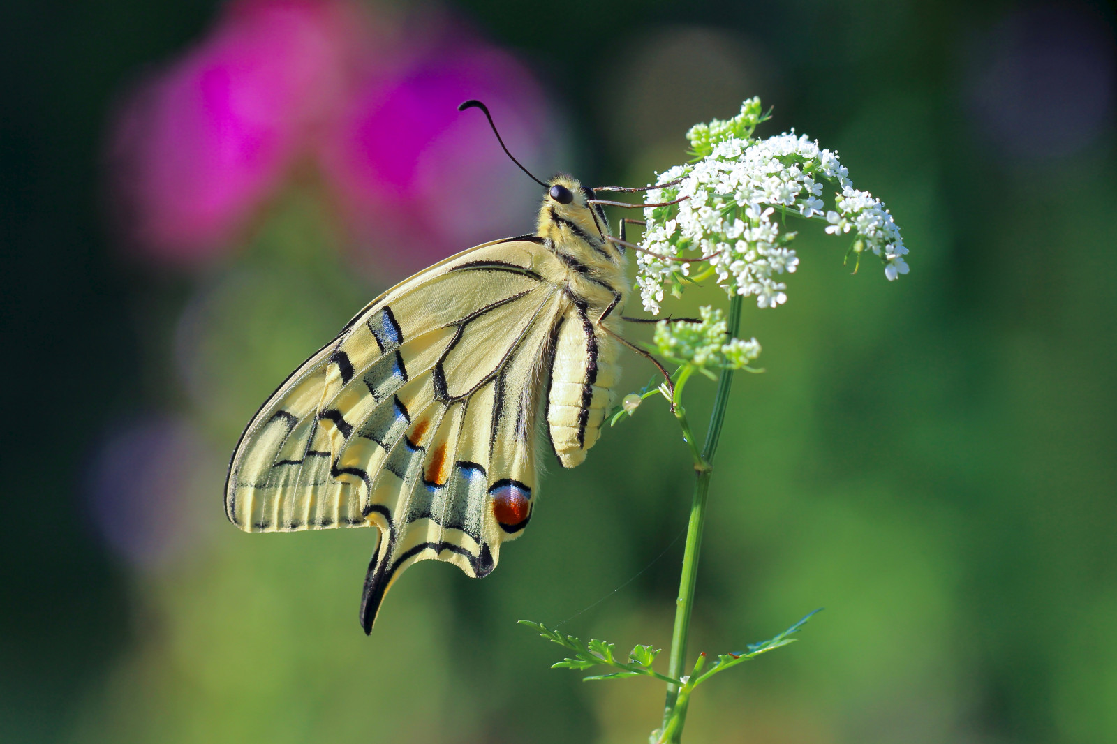 giardino, natura, fotografia, macro, farfalla, insetto, verde, natura, fiore, flora, macro, insekt, ala, schmetterling, fauna, Blume, garten, avvicinamento, fotografia macro, invertebrato, artropodo, nettare, impollinatore, falene e farfalle, lycaenid, farfalla monarca, coda di rondine, Papiliomachaon, Schwalbenschwanz, machaon
