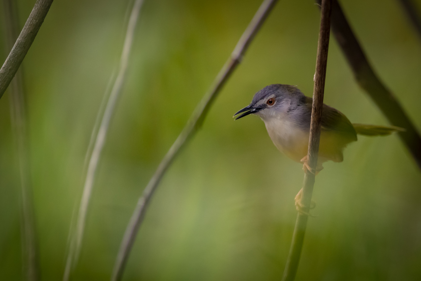 เอเชีย, ธรรมชาติ, เอเชีย, สาขา, สีเขียว, สัตว์ป่า, มาเลเซีย, ปาก, สัตว์, ดอกไม้, telephoto, นก, รูปภาพ, รูปถ่าย, oiseau, ภาพ, ภาพ, Vogel, สัตว์ป่า, aves, นกที่เกาะอยู่, สัตว์มีกระดูกสันหลัง, ใกล้ชิด, การถ่ายภาพมาโคร, ต้นกำเนิด, flycatcher โลกเก่า, wren, malaisie, canoneos1dxmarkii, ef500mmf4lisiiusm, 14xiii, Maleisi, malasia, ef14xiiiextender, กัลยาณู, yellowbelliedprinia, priniaflaviventris, perenjakkuning, burung