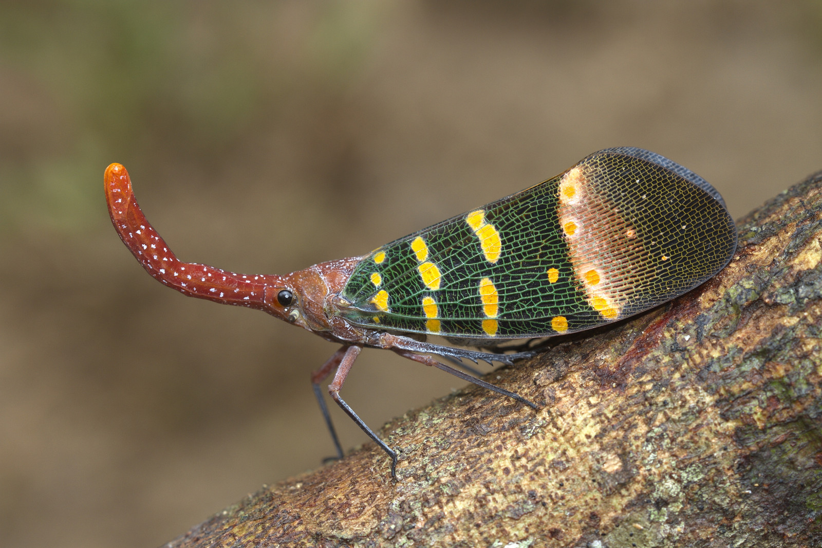 Thajsko, ngc, krabi, hemiptera, lanternbug, fulgoridae, lanternfly, specanimal, pyrops, khaophanombenchanationalpark, karenia, antoniogiudicibutterflytrips, wwwantoniogiudicicom, wwwthaibutterfliescom