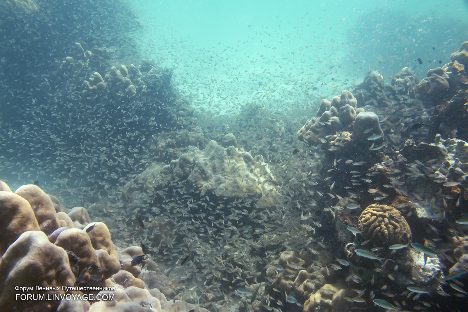 sportovní, krajina, loď, sport, západ slunce, moře, voda, pobřeží, nebe, vozidlo, slunce, Pod vodou, korál, letní, Malajsie, korálový útes, šnorchlování, indický, jachta, Thajsko, člun, rybolov, potápění, biologie, Langkawi, barva, klidný, venkovní, oceán, pobřeží, andaman, phuketian, plachta, Snork, phuketphotographernet, forumlinvoyagecom, útes, Ó, potápět, místo výskytu, přírodní prostředí, bezobratlý, mořská biologie, vodní sport, korálový útes fish