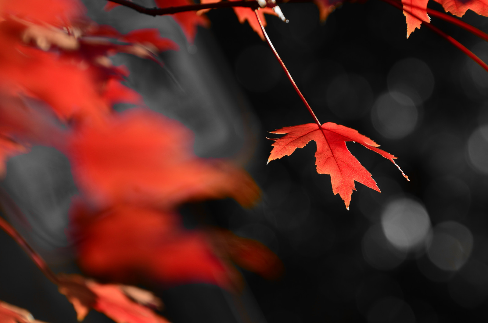 slunečnímu záření, podzim, bílý, Černá, město, Červené, nebe, stín, pole, větev, seasons, oranžový, Nikon, Spojené státy americké, jaro, perspektivní, DX, změna, světlo, barva, strom, podzim, trikot, list, Nový, Pohled, bod, Amerika, rostlina, sezóna, flóra, dof, hloubka, odstín, nás, dSLR, cruz, tma, okvětní lístek, složení, selektivní, D5100, rámování, větvička, počítač tapeta, zblízka, makro fotografie, Pilipino, Pinoy, javor, filipino, zbarvení, Javorový list, POC, filam, zbarvení, incamera, Norland