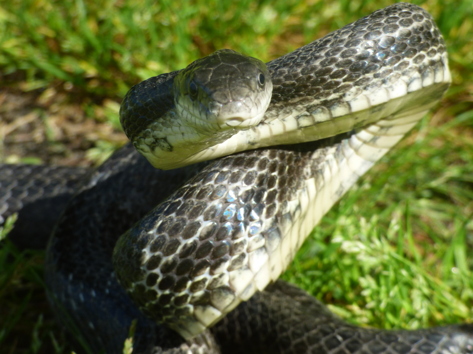 тапети : мащабирани влечуго, terrestrial animal, VIPER, смокообразни ...
