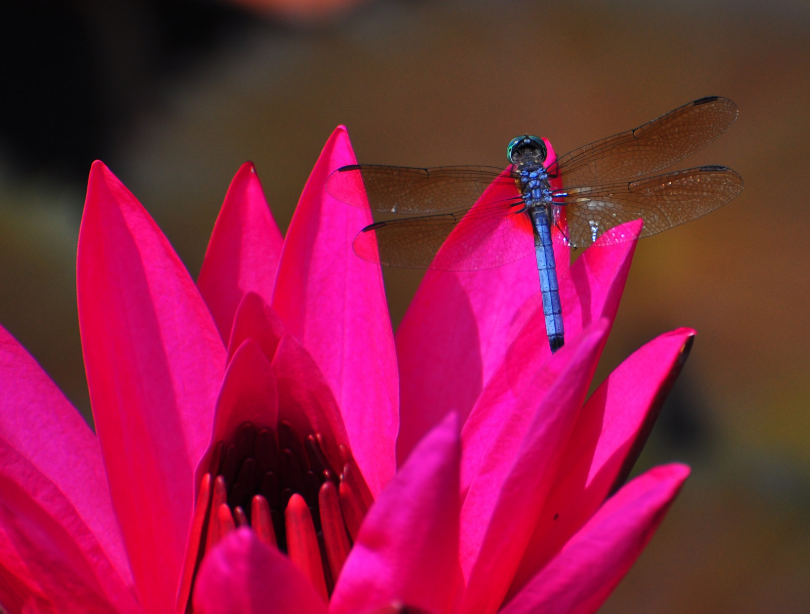 Wallpaper : Nikon, pollen, pink, magenta, flower, dragonfly, flora