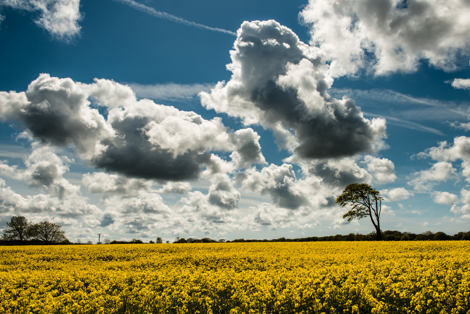 blå, træer, himmel, Mark, skyer, Foto, Nikon, voldtage, faux, F28, HDR, D800, Raps, 2470
