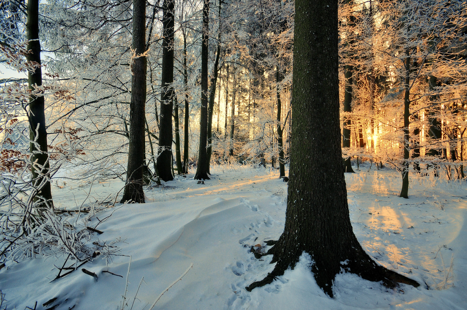 slunečnímu záření, krajina, les, hory, Příroda, odraz, nebe, sníh, zima, větev, svítání, led, ráno, mráz, slunce, divočina, zmrazení, bříza, čeština, světlo, strom, podzim, mlha, list, Landschaft, počasí, rostlina, divoký, sezóna, les, ruby5, sluneční paprsky, zálesí, zmrazit, Česká republika, místo výskytu, přírodní prostředí, dřevina, ekosystém