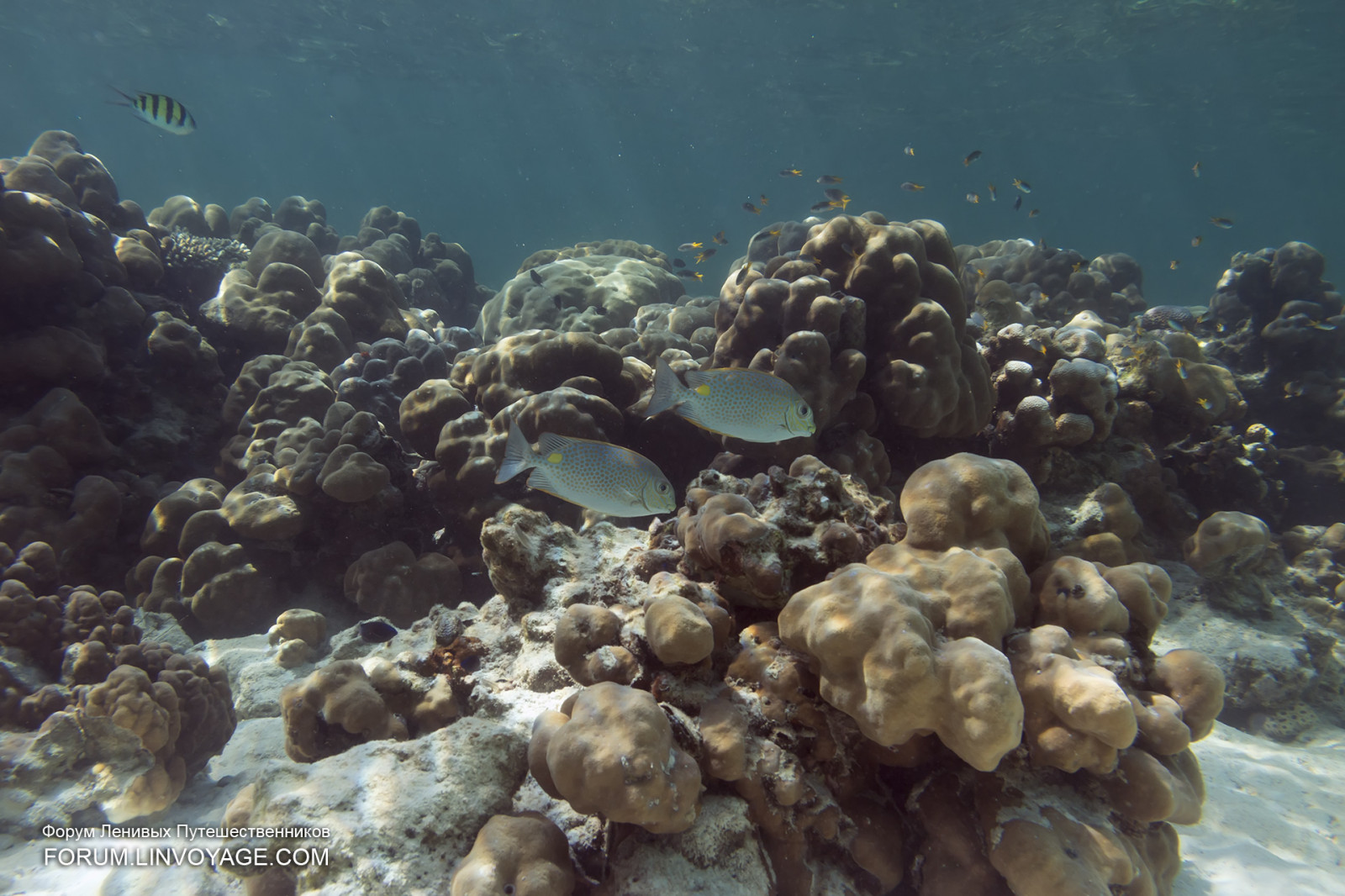 hav, vand, maske, fisk, undervands-, koral, ø, bikini, Malaysia, koralrev, yacht, Thailand, kæmpe stor, finne, dykning, biologi, Langkawi, udendørs, pige, ocean, skal, kæde, stjerne, hummer, krabbe, phuket, andaman, phuketian, fri dykning, phuketphotographernet, forumlinvoyagecom, httpforumlinvoyagecom, Fugu, gennemsigtig, rev, omar, finner, mooray, levested, naturligt miljø, hvirvelløse, havbiologi, koralrev fisk