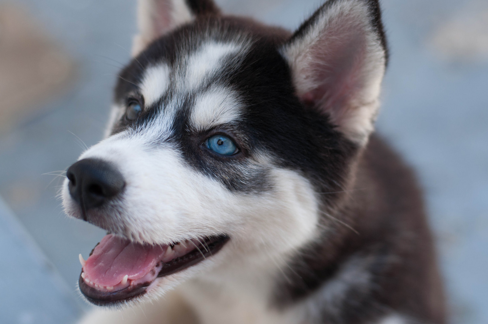Wallpaper : blue, portrait, dog, 50mm, husky, teeth, ngc 4288x2848 ...