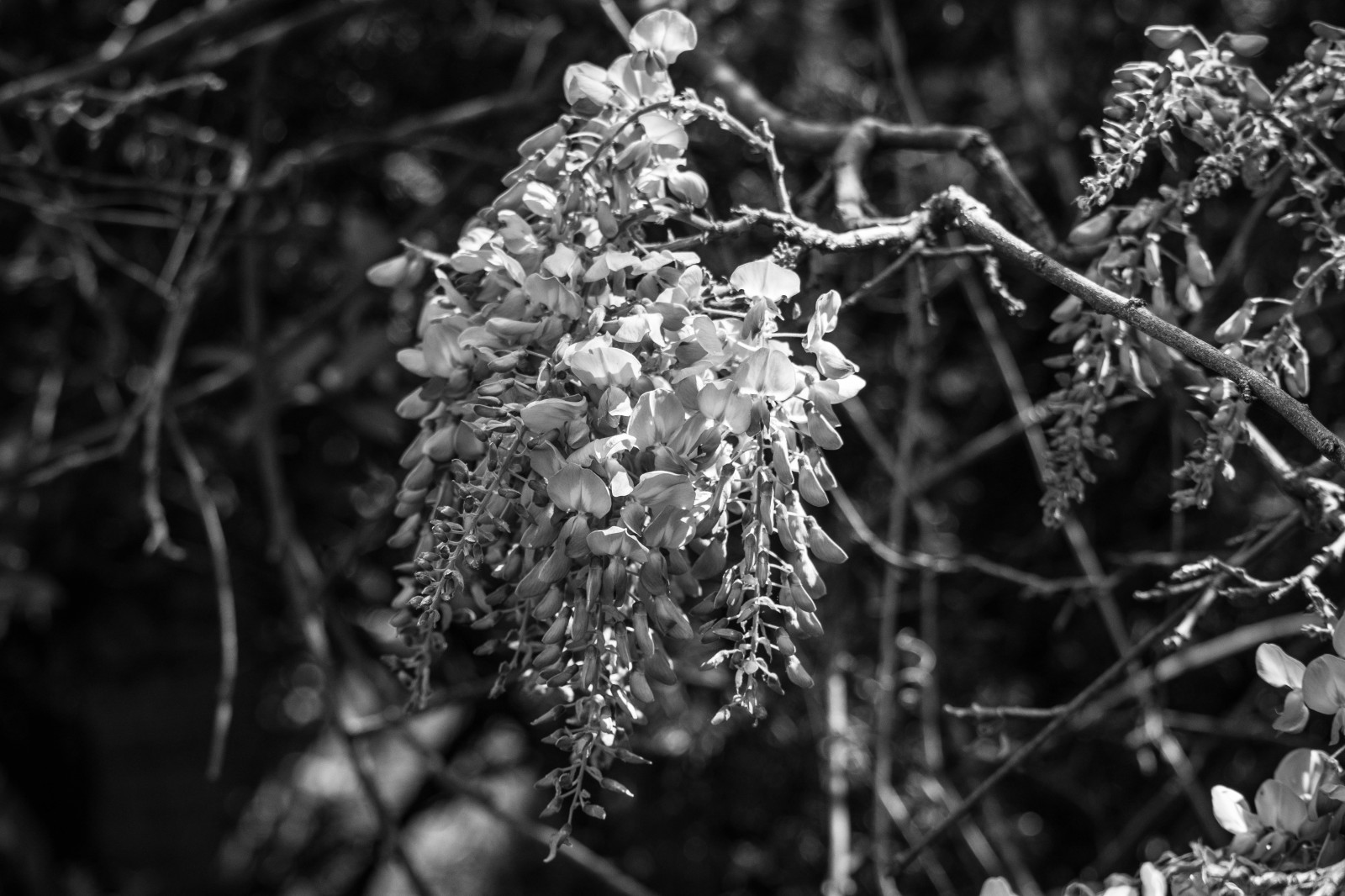 sort og hvid, bw, blomst, primavera, blancoynegro, forår, Nikon, noiretblanc, vin, bn, flor, fiore, printemps, Wisteria, biancoenero, glicine, glycines, glicinas, nikond3300, flordewisteria