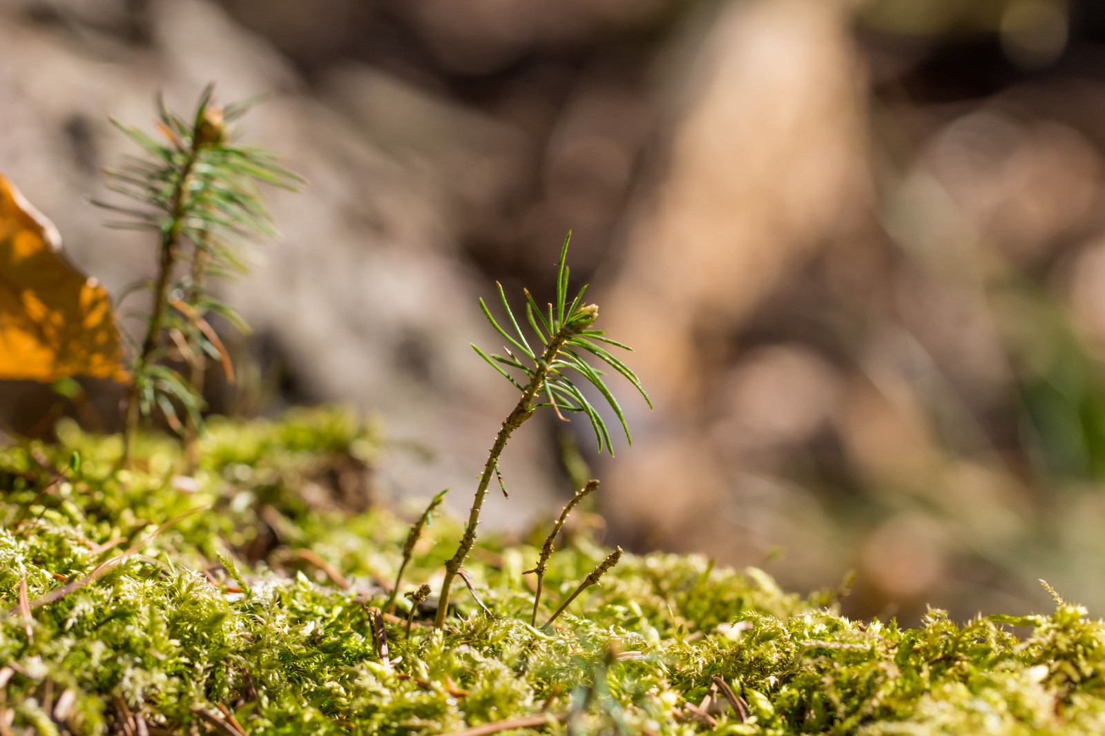 Skov, natur, græs, makro, afdeling, mos, grøn, bøg, træ, efterår, blad, blomst, plante, flora, tr d, makro, skov, skog, bok, h ckeberga, bokskog, beechforest, h ckeberganaturv rdsomr de, fauna, wildflower, græsplæne, skov, jord, botanik, jord plante, blomstrende plante, vedplante, tæt på, Busk, makrofotografering, græs familie, ikke vaskulær jord plante