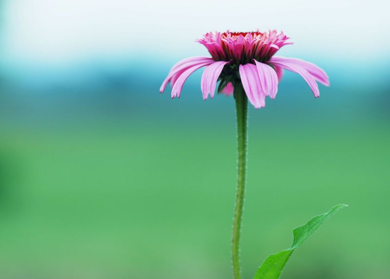 natura,fotografia,verde,rosa,fiorire,bokeh