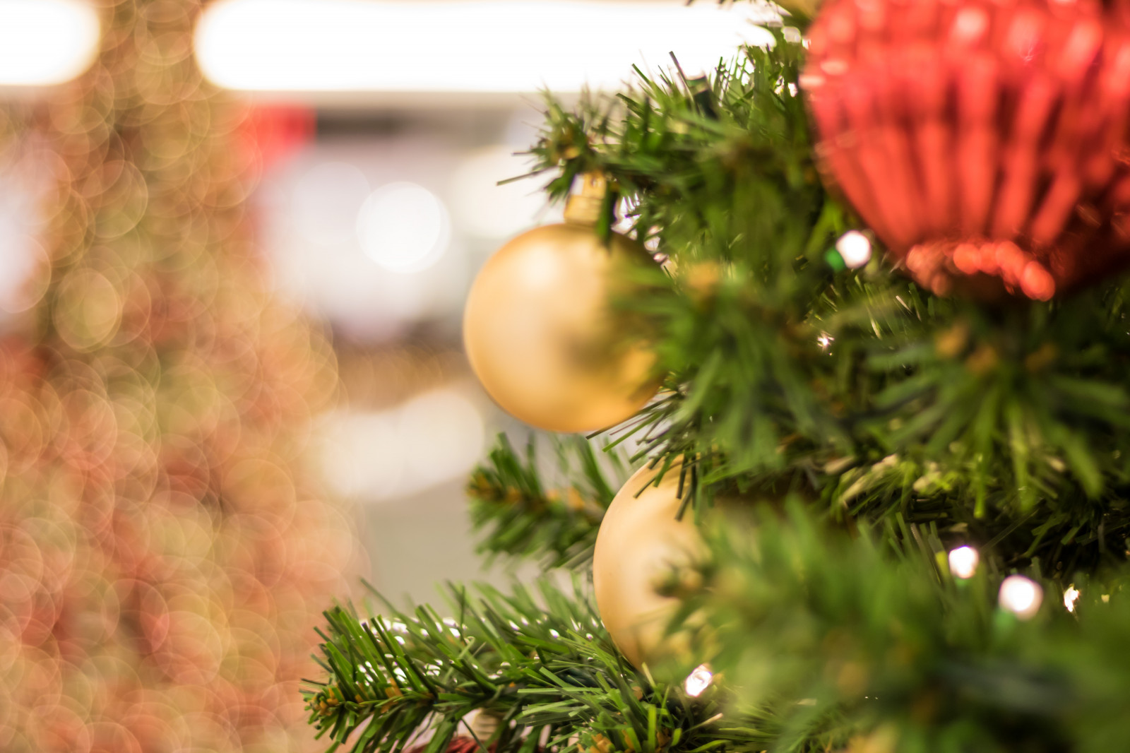 větev, Německo, Vánoční strom, Vánoce, Dovolená, jedle, strom, květ, rostlina, Vánoce, vánoční strom, julgran, vánoční trh, července, Německo, deutschland, Rostock, julmarknad, exif modelu canoneos760d, geocountry, Kamera aby kánon, geocity, Model fotoaparátu canoneos760d, geostate, geolocation, exif aby kánon, EXIF isospeed 320, exif focallength 50mm, EXIF ef50mmf18stm čočka, EXIF otvor 18, weinachtsmarkt, botanika, suchozemská rostlina, dřevina, vánoční dekorace