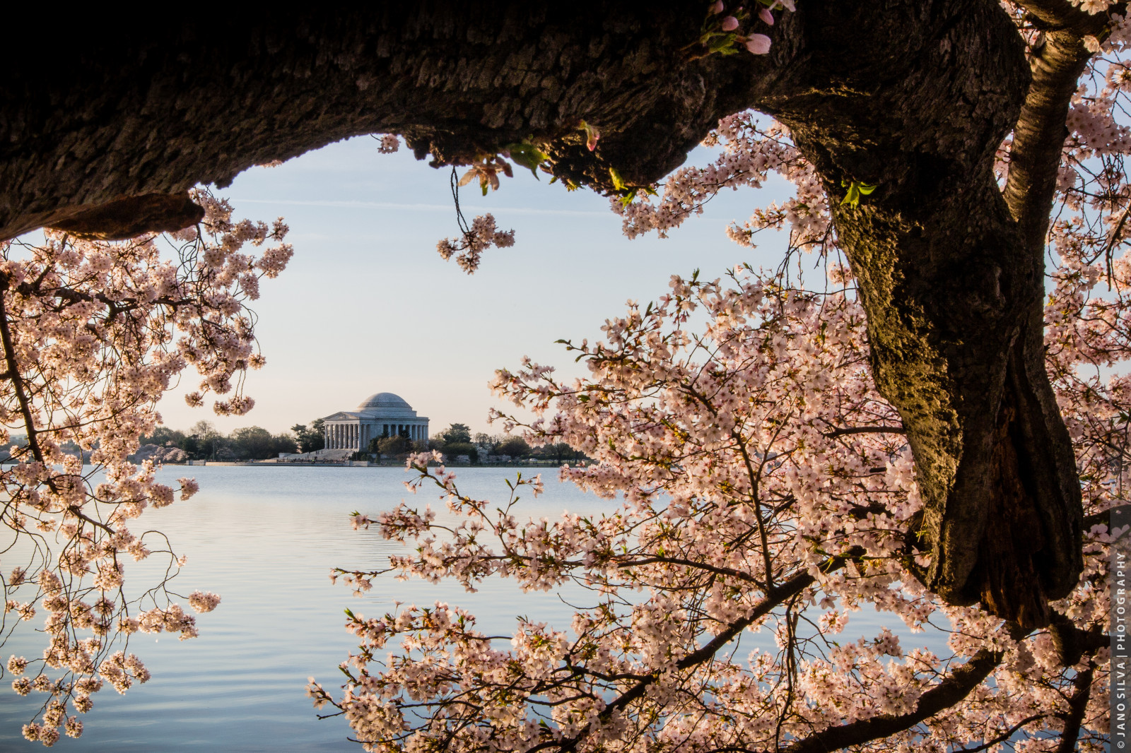 morgen, blomster, træer, lys, træ, natur, arkitektur, solopgang, Washington DC, morgen lys, DC, forår, afdeling, beautifullight, cherryblossoms, blomstrer, monumenter, goldenhour, tidalbasin