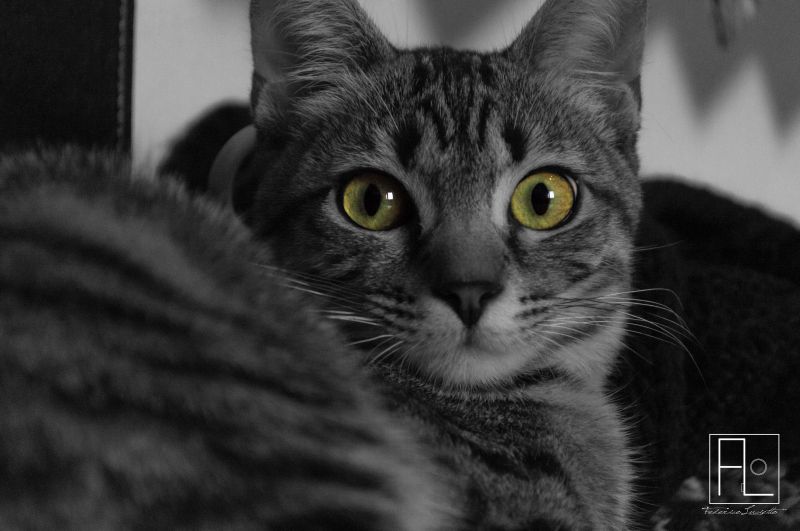 тт,бял,черно,зелен,котка,очи
