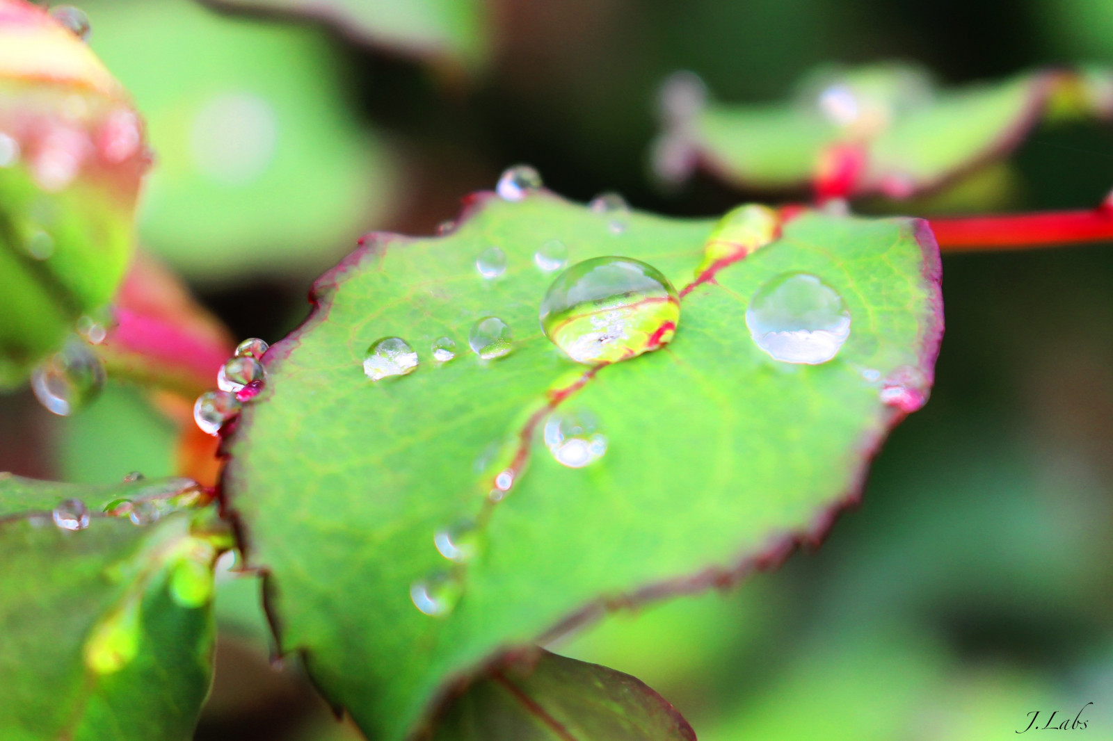 voda, list, pokles, rosa, makro fotografie, zblízka, vlhkost, flóra, závod stonek, rostlinné patologie