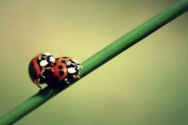 light,Sun,reflection,bug,insect,grass