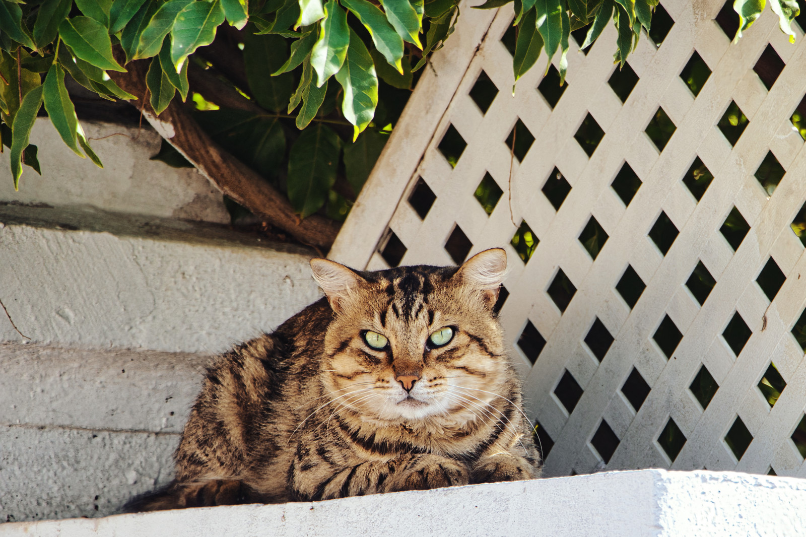 Wallpaper cats, animals 4276x2850 Inrro 2267318 HD Wallpapers