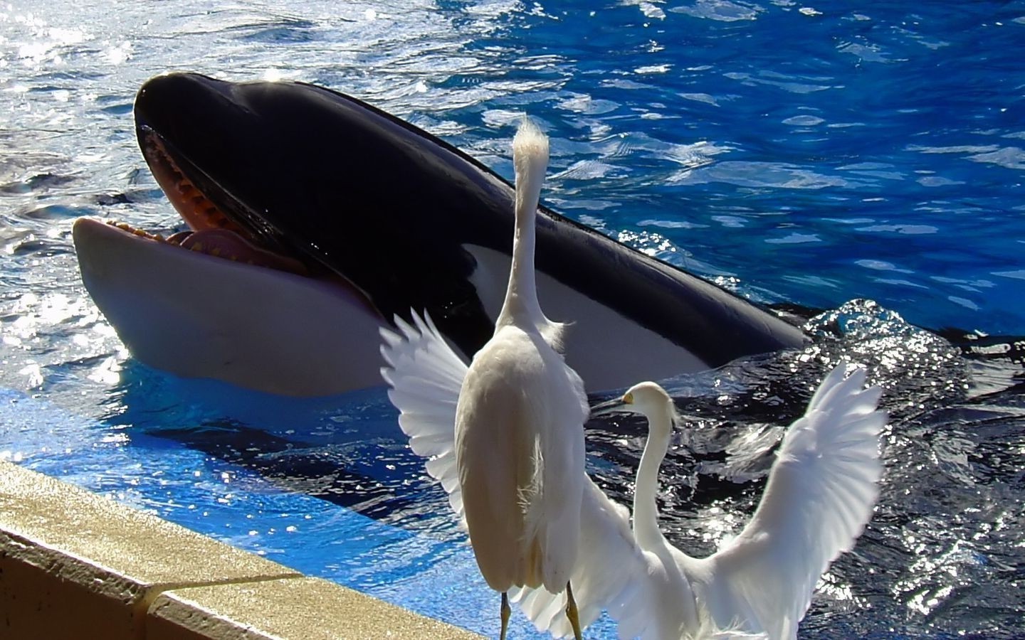 moře, velryba, delfín, savec, 1440x900 px, obratlovců, mořská biologie, mořští savci, velryby delfínů a sviňuch, delfín skákavý, krátké zobákovitý obyčejný delfín, zabijácká velryba