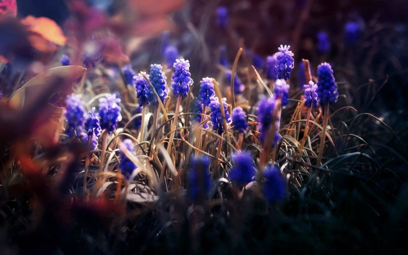 Blumen,Verwischen,Makro
