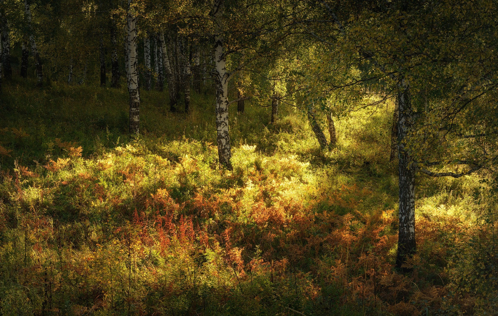 luz de sol, Árboles, paisaje, bosque, naturaleza, rama, Mañana, desierto, árbol, otoño, hoja, planta, temporada, prado, bosque, 1920x1220 píxeles, habitat, entorno natural, Fenómeno atmosférico, Planta leñosa, ecosistema, Bosque de coníferas templado, Bioma, Viejo bosque del crecimiento, Bosques templados de hoja ancha y mixtos, caduco