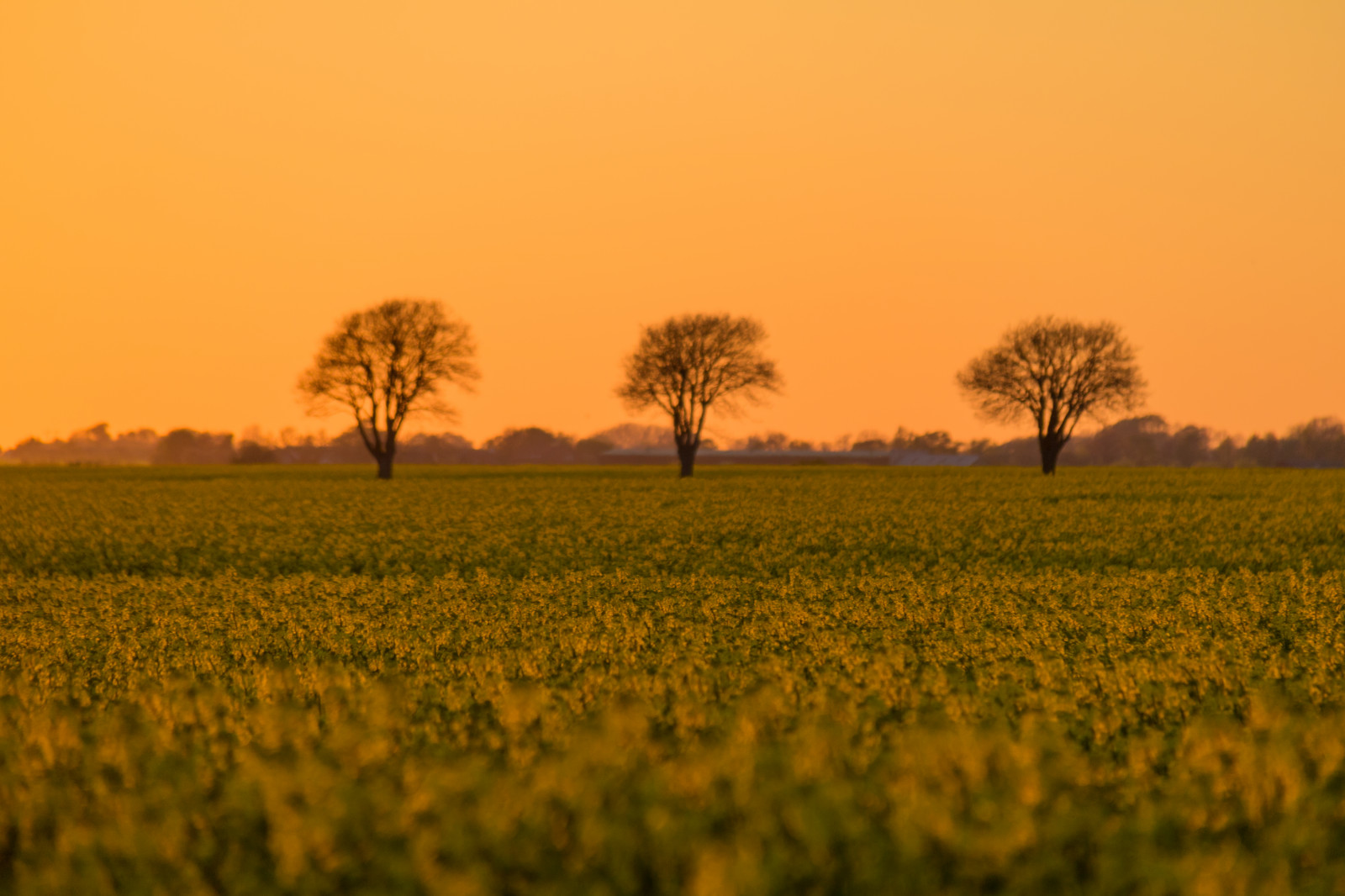 zonlicht, landschap, eten, zonsondergang, heuvel, natuur, gras, hemel, veld-, zonsopkomst, avond, ochtend-, horizon, schemer, steppe, Koolzaad, boom, herfst, bloem, dageraad, grasland, fabriek, solnedg ng, platteland, landsbygd, raps, f lt, s dersl tt, landskap, canola, rapefield, landbouw, weide, vlakte, prairie, gewas, landelijk gebied, natuurlijke omgeving, atmosferisch fenomeen, produceren, bloeiende plant, ecosysteem, gras familie, brassica, savanne