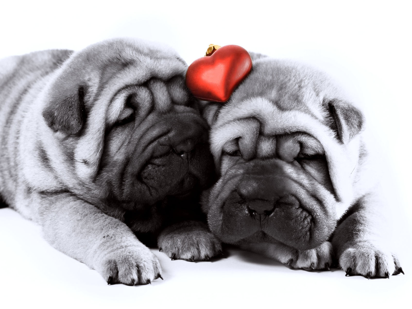 Wallpaper : 1600x1200 px 1600x1200 - - 807268 - HD Wallpapers - WallHere