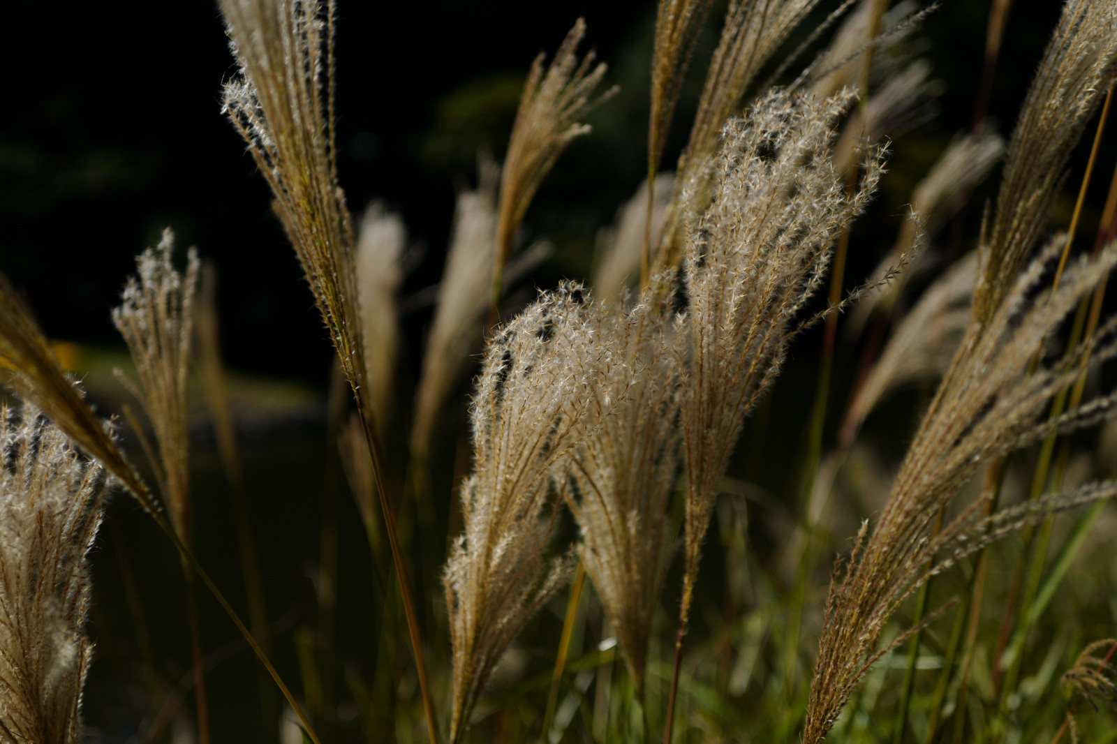 Japonsko, slunečnímu záření, Příroda, tráva, pole, větev, zelená, mráz, Volně žijících živočichů, Leica, Tokio, jp, list, květ, rostlina, flóra, Shinjuku, shinjukugyoen, summilux, leicaq, summilux1728, q, 1728, fauna, prérie, botanika, suchozemská rostlina, kvetoucí rostlina, zblízka, makro fotografie, tráva rodina, závod stonek, Phragmites