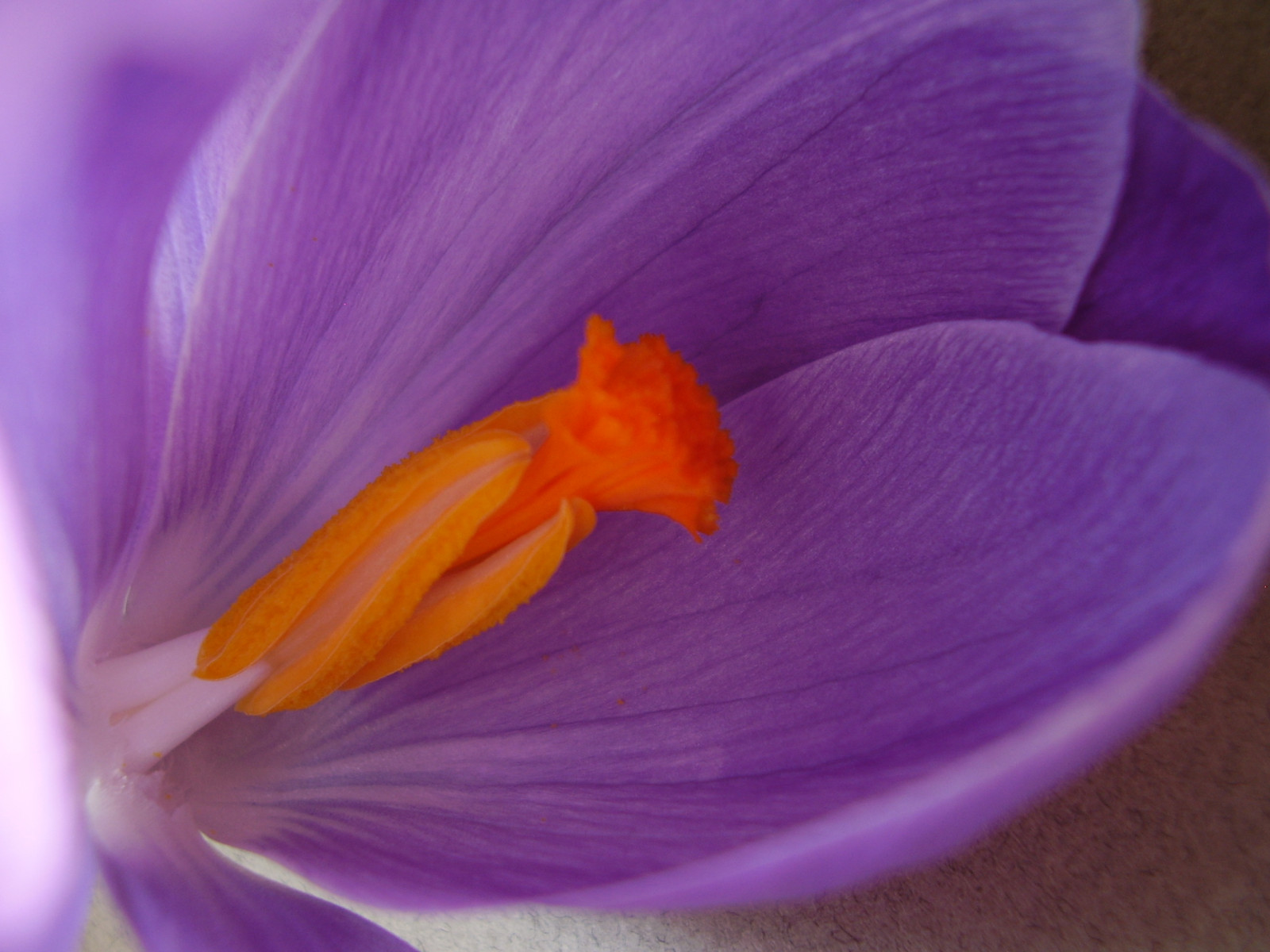 Wallpaper winter, flower, nature, petals, centre, ngc, npc