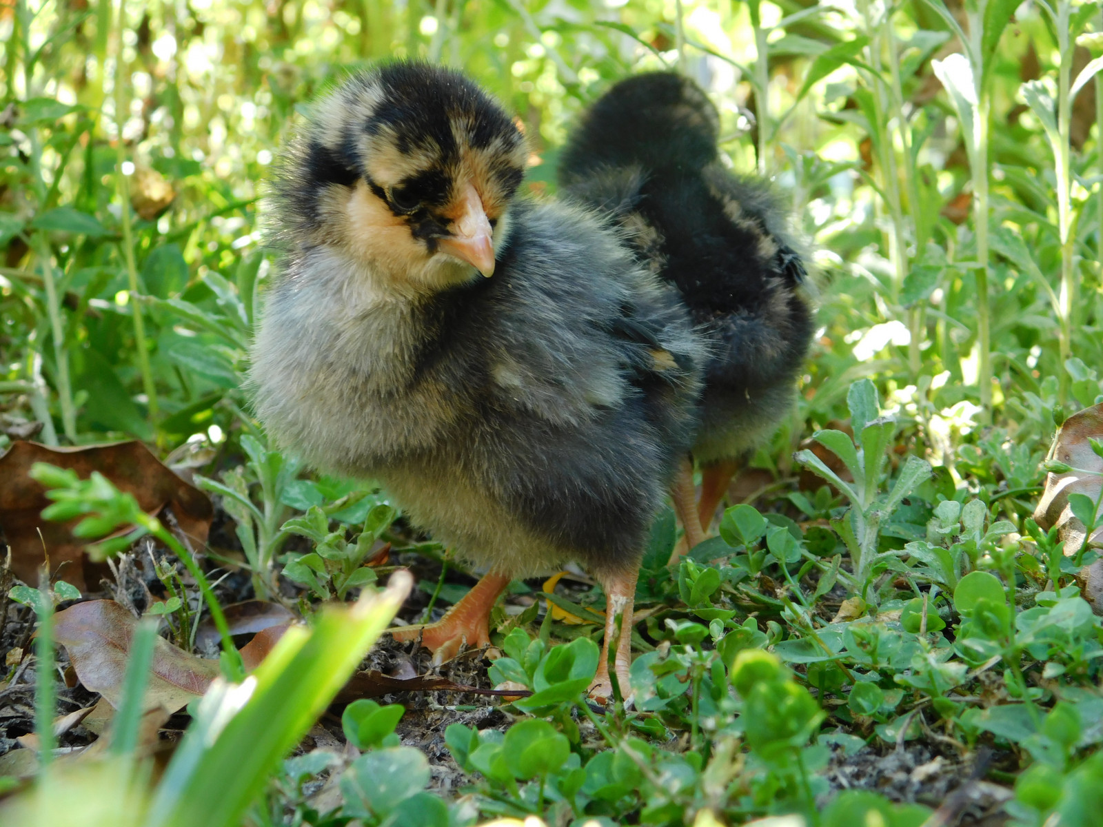 drůbež, Kuře, holubi