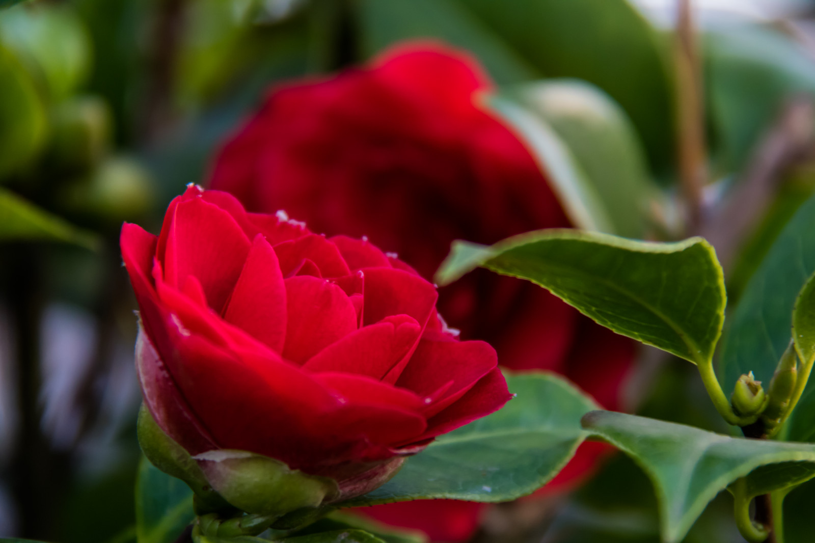 Červené, růže, květ, tyč, ibišek, květ, rostlina, flóra, Blomma, okvětní lístek, Vellinge, vellingeblomman, Hibiskus, botanika, suchozemská rostlina, kvetoucí rostlina, makro fotografie, zahradní růže, floribunda