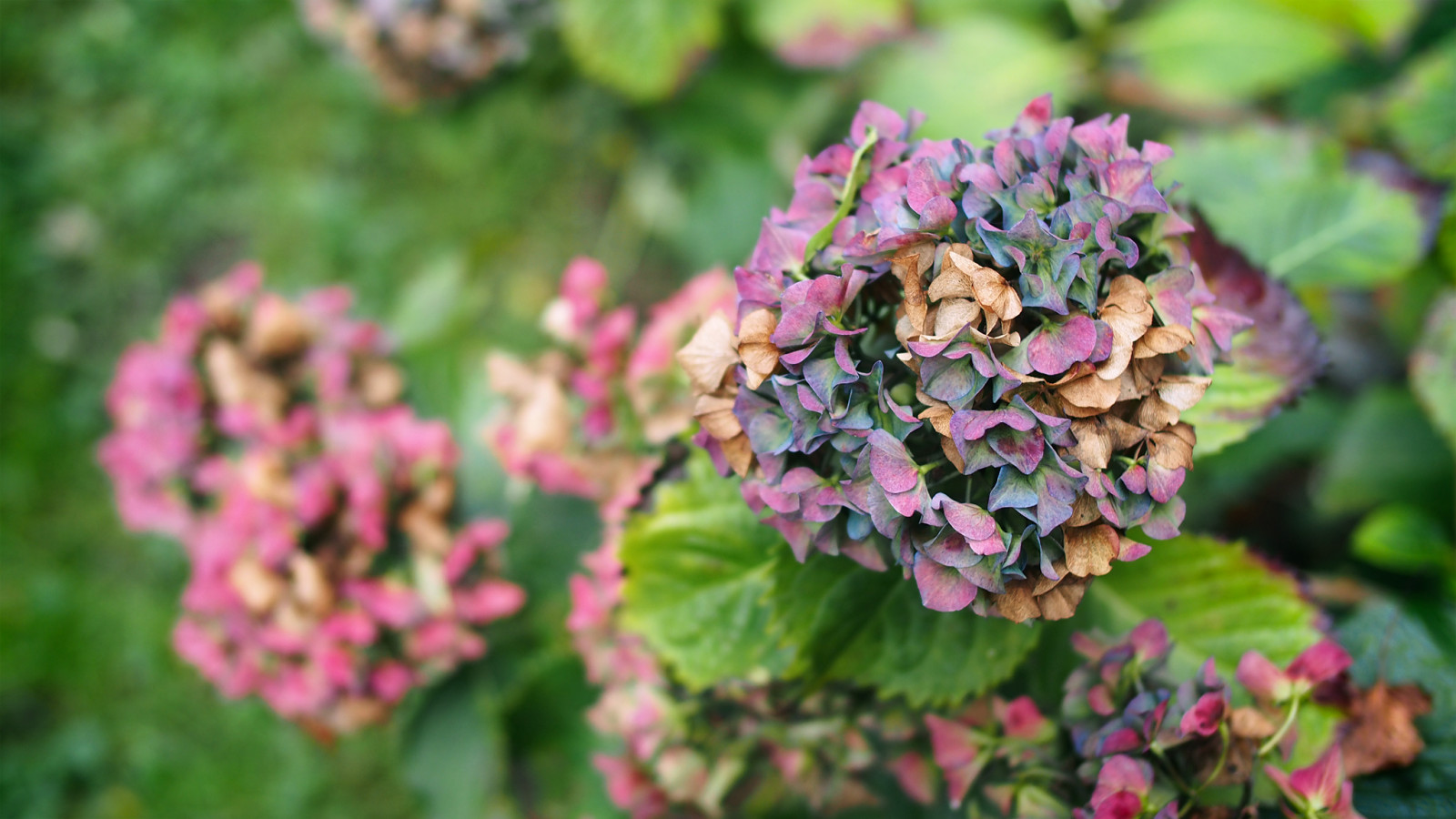 růžový, podzim, Kanada, zelená, podzim, Vancouver, zahrada, před naším letopočtem, nachový, bokeh, Britská Kolumbie, vybledlý, hortenzie, blednutí, 169, Westend, hortenzie, Mophead, Ajisai, Nicolastreet, voigtlandernokton25mmf095, olympusem5