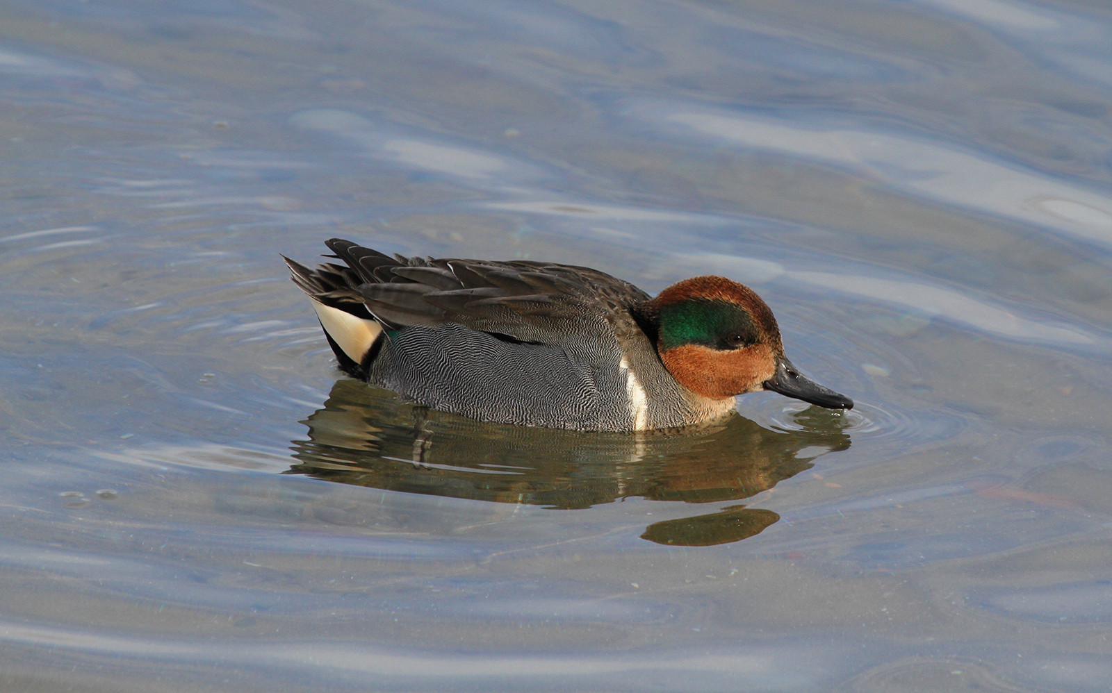 ocas, jezero, voda, Příroda, odraz, křídla, peří, Volně žijících živočichů, Kanada, kanadský, život, kachna, zobák, modrozelený, Kozoroh, Ontario, Účtovat, divoká kachna, zvíře, pták, divoký, přístav, Pírko, víčko, křídlo, mužský, fauna, humor, vodní ptáci, kachna, vodní pták, kachen, hus a labutě, čepice, seaduck, Bowmanville, Dabling, Greenwingedteal
