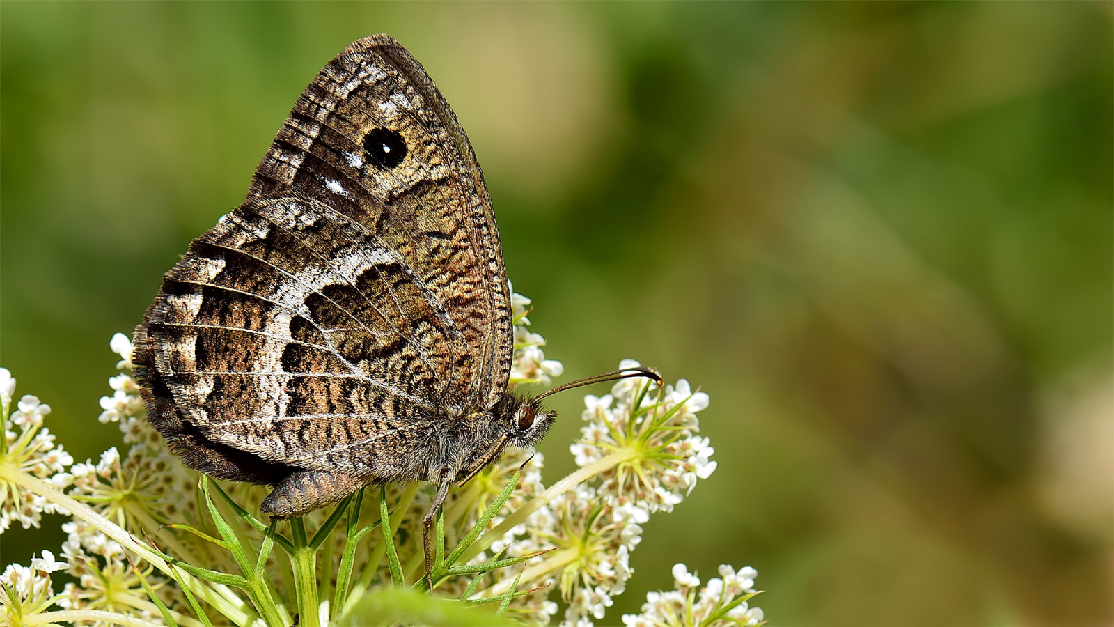 landskab, farverig, minimalisme, Mark, makro, sommerfugl, insekt, mønster, dyreliv, struktur, Nikon, blomst, lepidoptera, møl, Satyr, fredfyldte, smuk, NIKKOR, dyr, farver, plante, udendørs, mariposa, catchycolors, fj rilar, papillon, 105mm, NGC, fauna, vlinder, vr, nikond800e, Farfalla, buzznbugz, visipix, makrofotografering, hvirvelløse, leddyr, organisme, Takvingefamilien, bestøver, møl og sommerfugle, Animalia, Leddyr, Insecta, lycaenid, nikondigital, børste footed sommerfugl, Farfalle, Kelebek, schmetterlinge, Borboleta, leptir, k p n k, fluture, fi rildi, f ileac n, conb m, p iv Perhonen, Perhonen, b Bochka, Motyl, mot l, mot lech, Satyrinae, papilionoidea, satyrini, satyrus, amasinus, amasian, Beyazdamarl pirireis