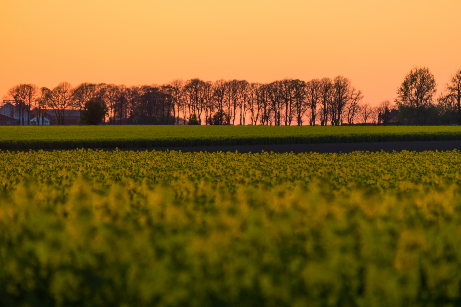 slunečnímu záření, krajina, západ slunce, kopec, Příroda, tráva, nebe, pole, svítání, žlutý, večer, ráno, horizont, soumrak, řepkového, mrak, strom, podzim, list, květ, svítání, lučina, rostlina, solnedg ng, venkov, landsbygd, nárazy, f lt, s dersl tt, landskap, řepka, rapefield, zemědělství, louka, prostý, prérie, oříznutí, venkov, atmosférický jev, tráva rodina, brassica