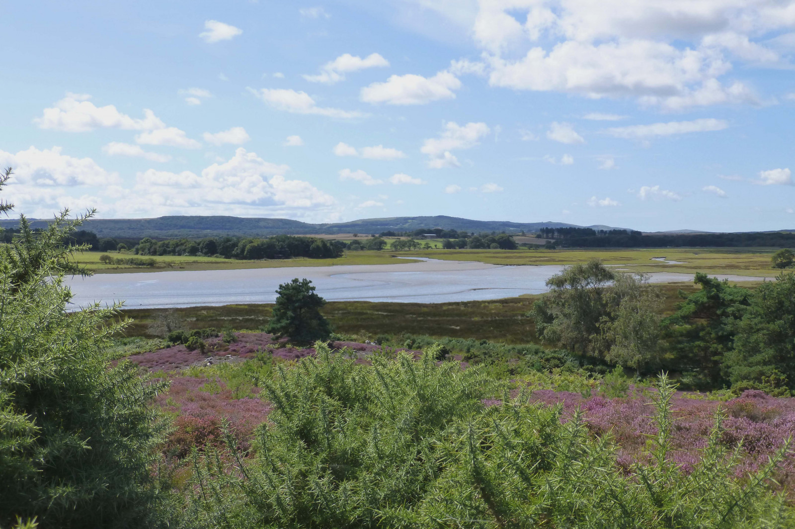 Anglie, vřes, přírodní rezervace, Dorset, Arne, vřesoviště, Gorse, RSPB, pooleharbour, Královská společnost za ochranu ptáků