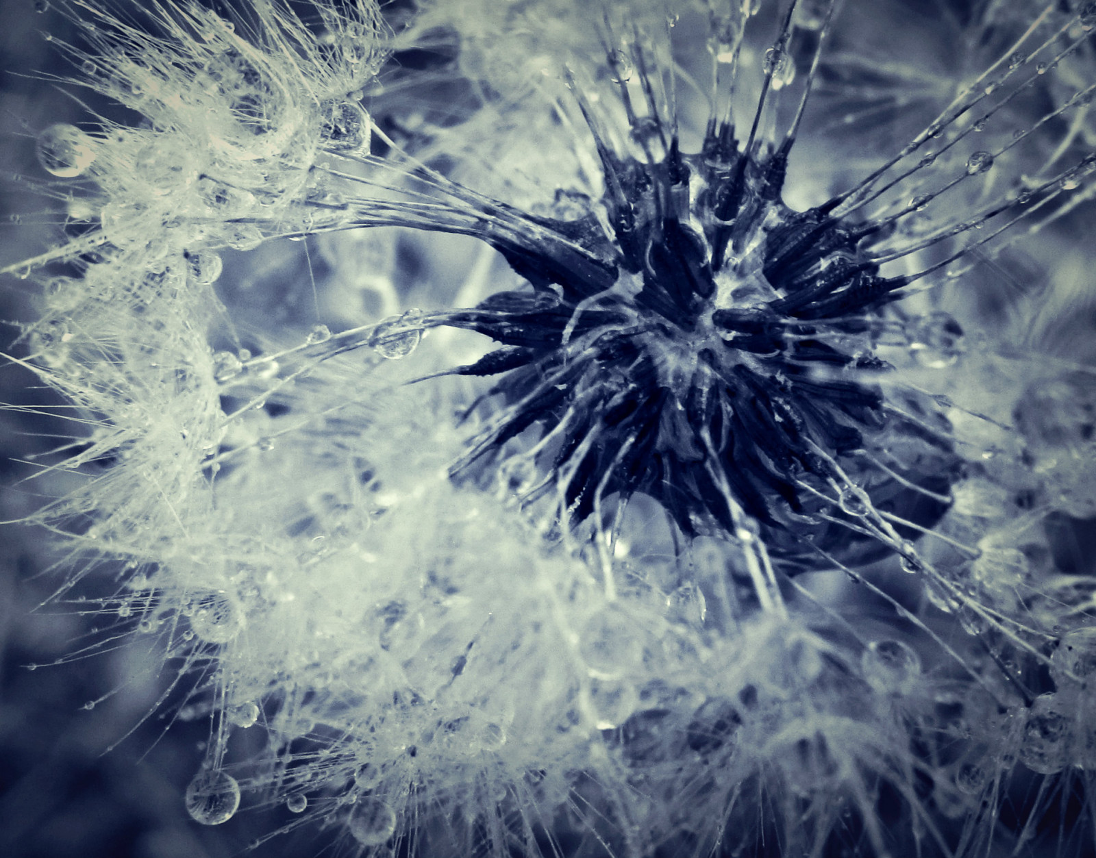 makro, op, dråber, ukrudtsplante, tæt, mælkebøtte, dug