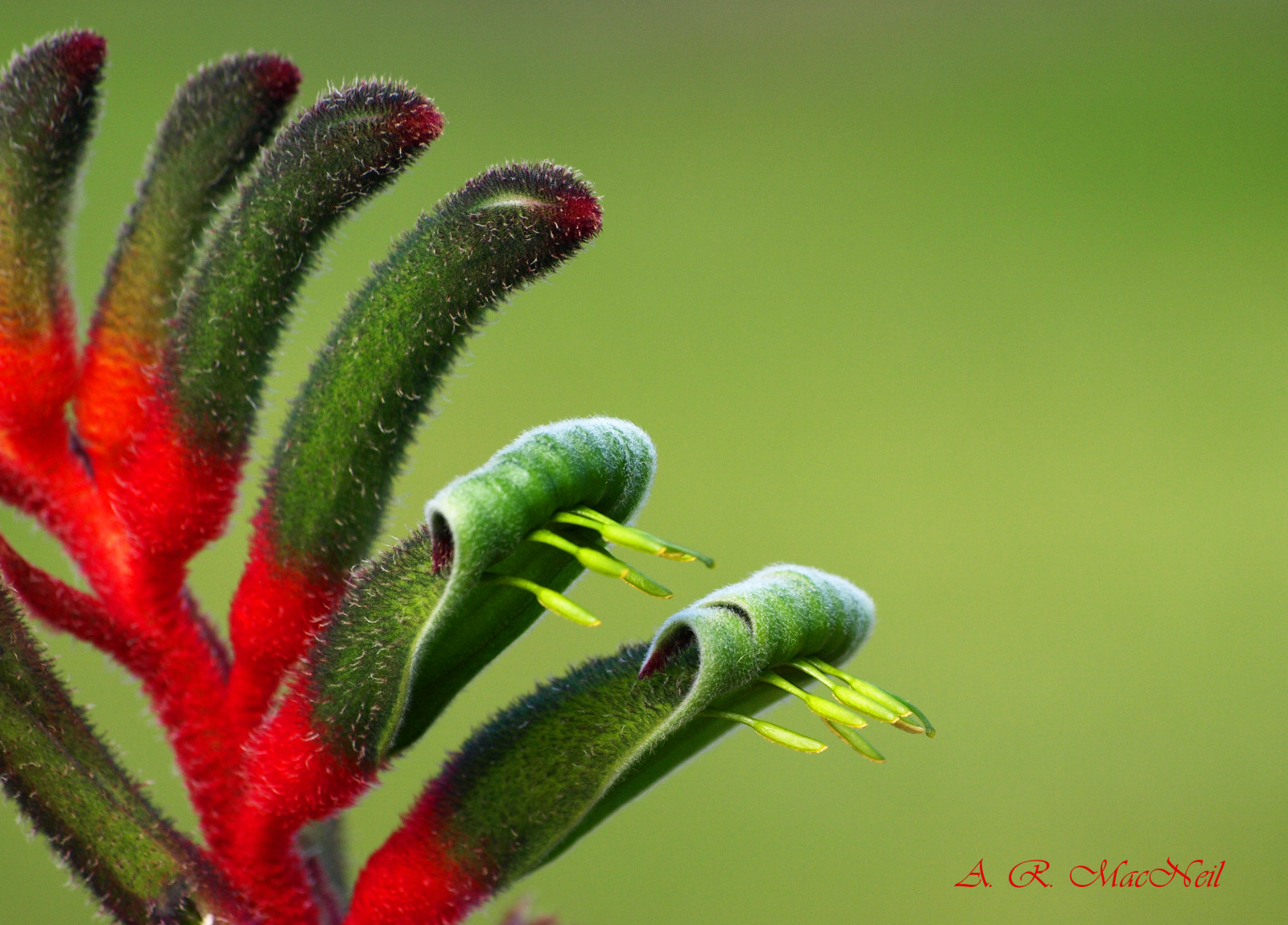 Příroda, Červené, makro, hmyz, zelená, tropický, Hawaii, Austrálie, Olympus, Maui, květ, rostlina, mygearandme, flóra, pupen, kula, photographyforrecreation, flowerthequietbeauty, zblízka, makro fotografie, závod stonek, organismus, vnitrozemí, olympusdigitalcamera, Tropicalflower, Kangaroopaws, Anigozanthosmanglesii, Mangleskangaroopaw, Mauigriculturalresearchstation, Redandgreenkangaroopaws