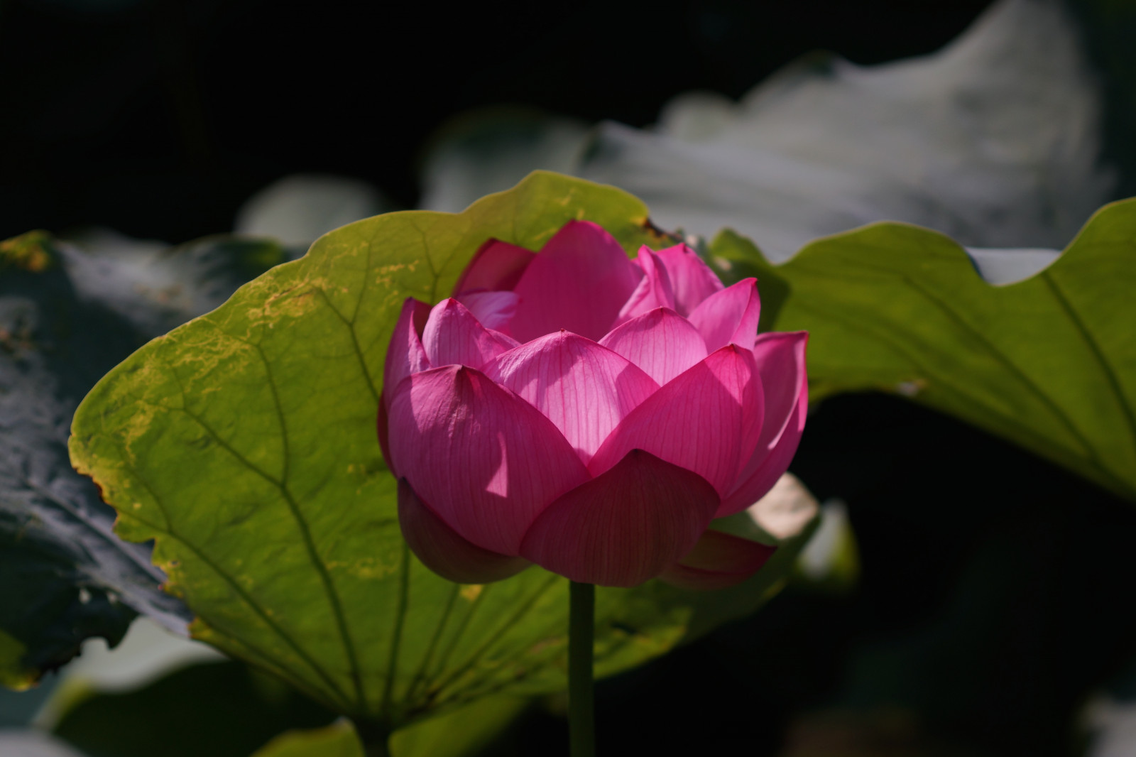 Sony, fiorire, Tokyo, 7, Loto, foglia, fiore, pianta, flora, germoglio, Ueno, petalo, alfa, alfa 7, ef100mmf28macrousm, botanica, impianto di terra, pianta fiorita, fotografia macro, staminali vegetali, pianta acquatica, loto sacro, famiglia di loto, proteales