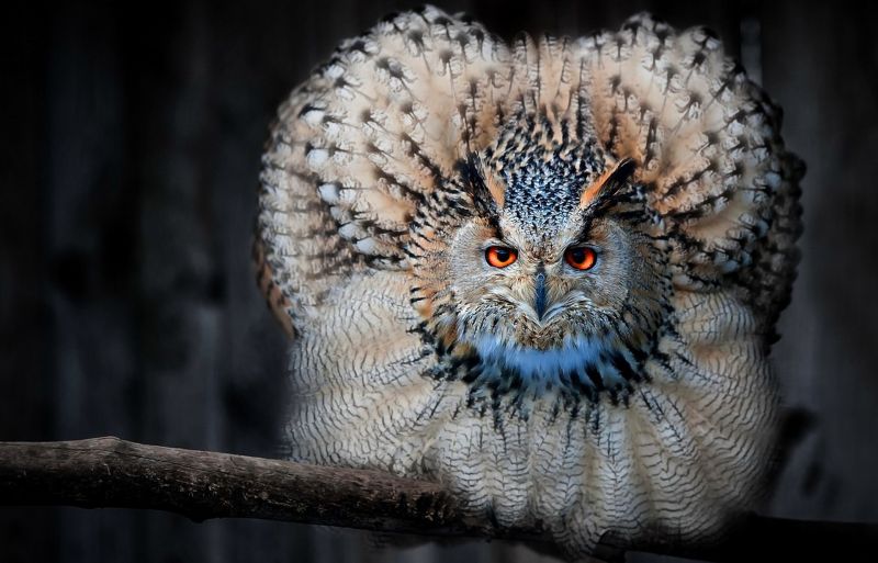 ptactvo, zvěř, Příroda, fotografování, Volně žijících živočichů, dravý pták ptactvo, zvěř, Příroda, fotografování, Volně žijících živočichů, dravý pták