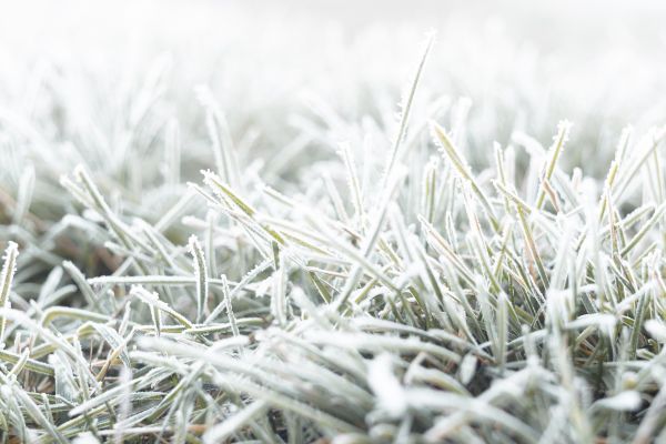 fall, nature, grass, snow, winter, macro