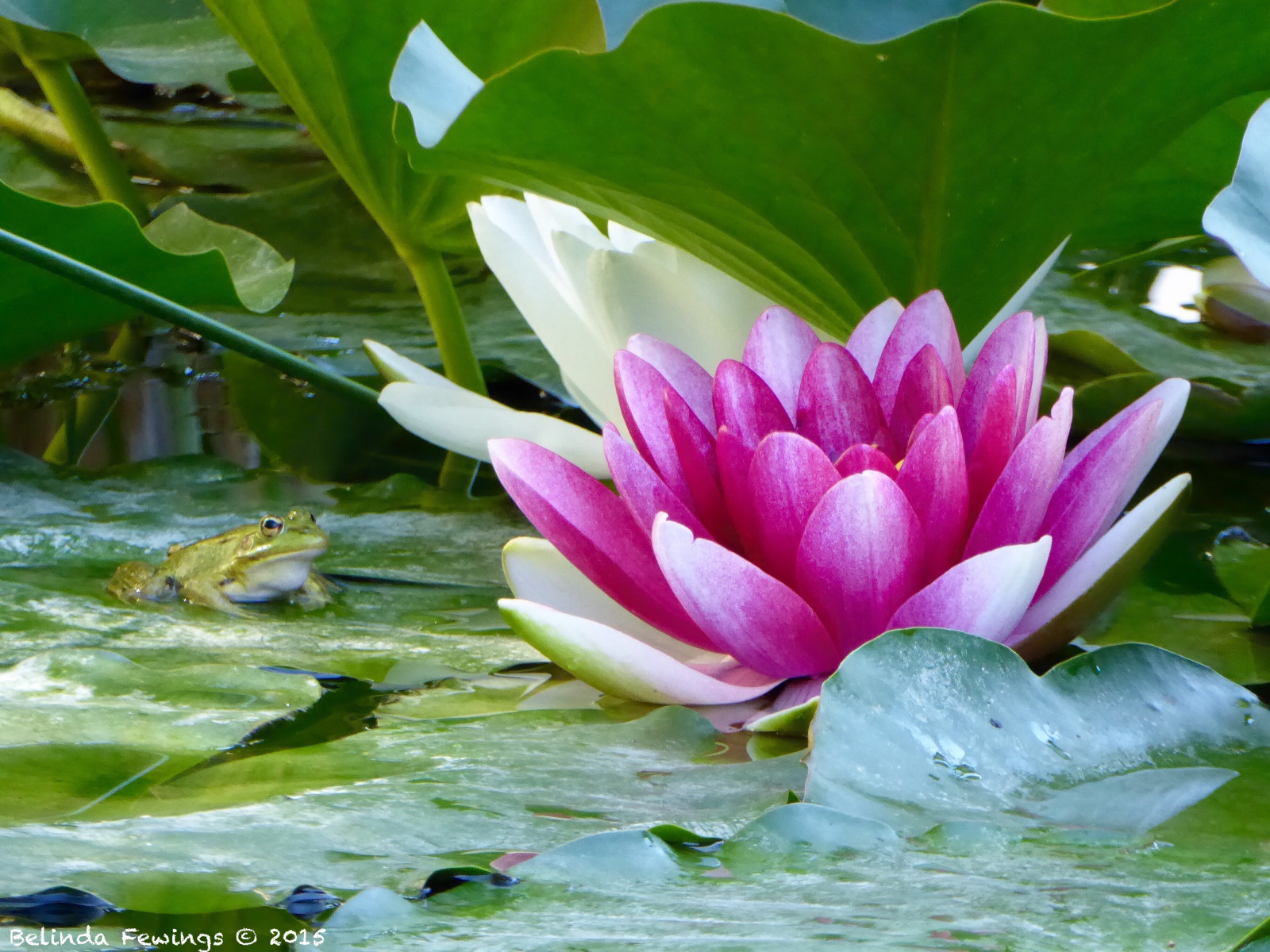 výlet, Dovolená, květ, barva, zelená, Příroda, voda, krása, Španělsko, lilie, bokeh, tvořivý, klidný, žába, espana, ibiza, barvitý, lekníny, lázně, klidný, kuňkat, Idilické, 2015, Křik, Agroturismo, žába, Atzaro, santaeularia, creativeartphotography, panasoniclumixdmc, inspireaholidayortrip, Atzaroagroturismo, belindafewings, ibiza2015, Atzaroagroturismospa