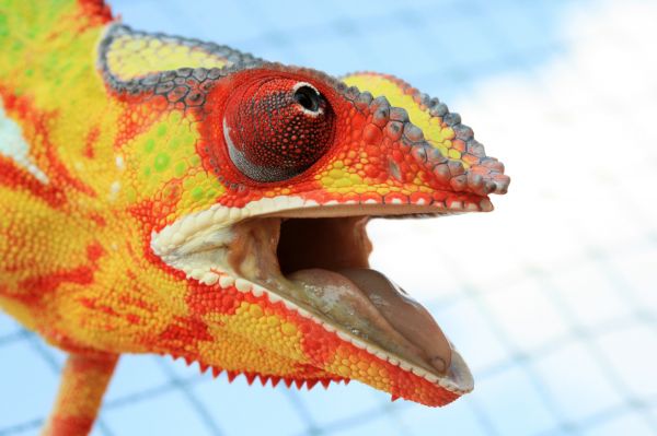 macro,animals,chameleons,colorful,closeup,Gunnar Heilmann