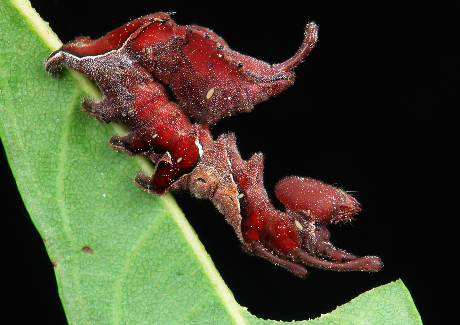 Černá, 500px, Čína, makro, hmyz, hnědý, lepidoptera, horní, Housenka, mol, humr, tumblr, larva, Yunnan, škůdce, mravenec, zblízka, makro fotografie, bezobratlý, členovců, organismus, membrána okřídlený hmyz, tweet, světelný box, itchydogimages, sinobug, Aminos