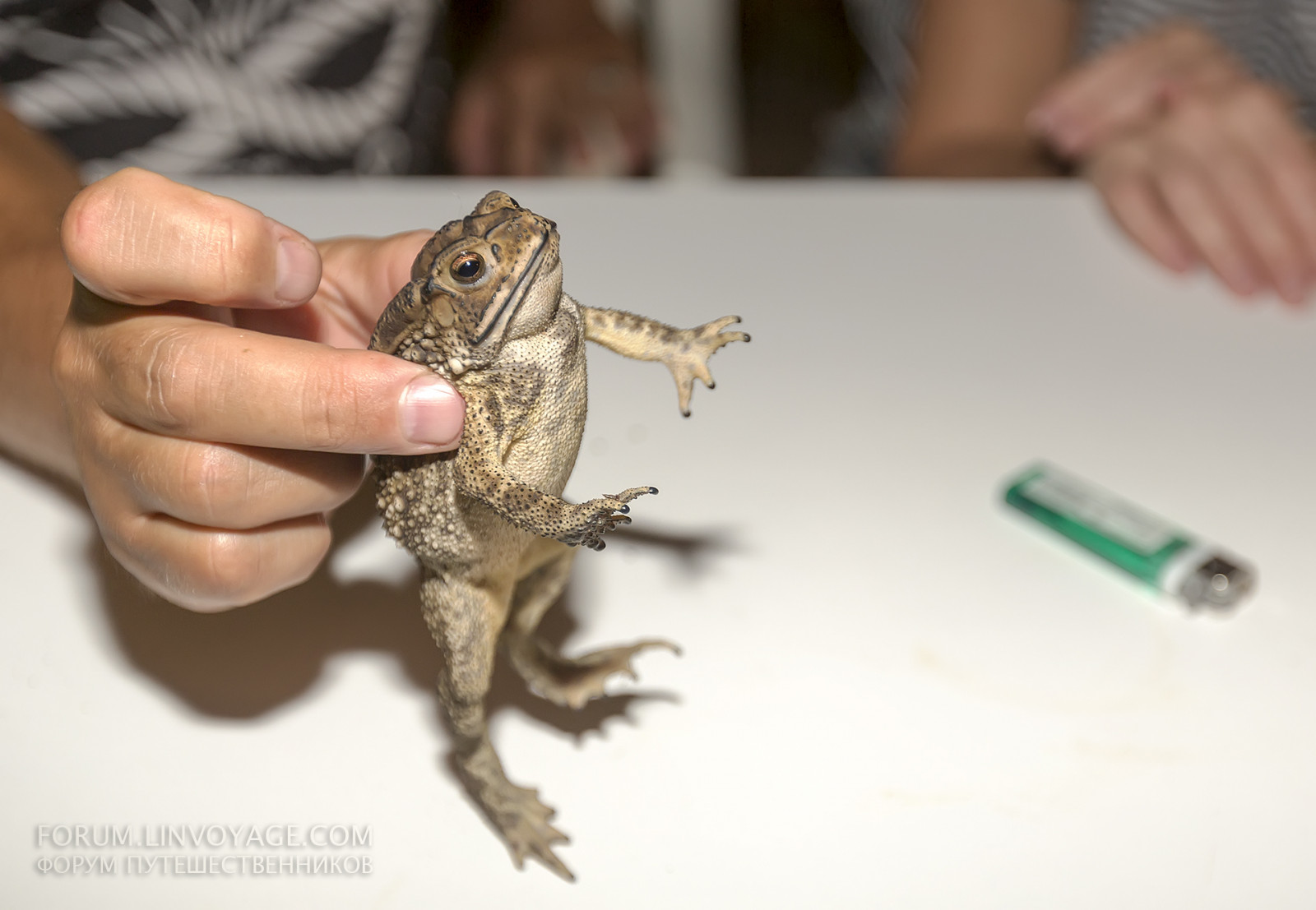 stůl, Ryba, žába, gril, Pepř, lehčí, Thajsko, Okurka, cibule, oběd, petržel, biologie, lilek, zvíře, ruka, večeře, jídlo, smažený, krabi, Samui, phuket, bBQ, rajče, omáčka, horký, battaya
