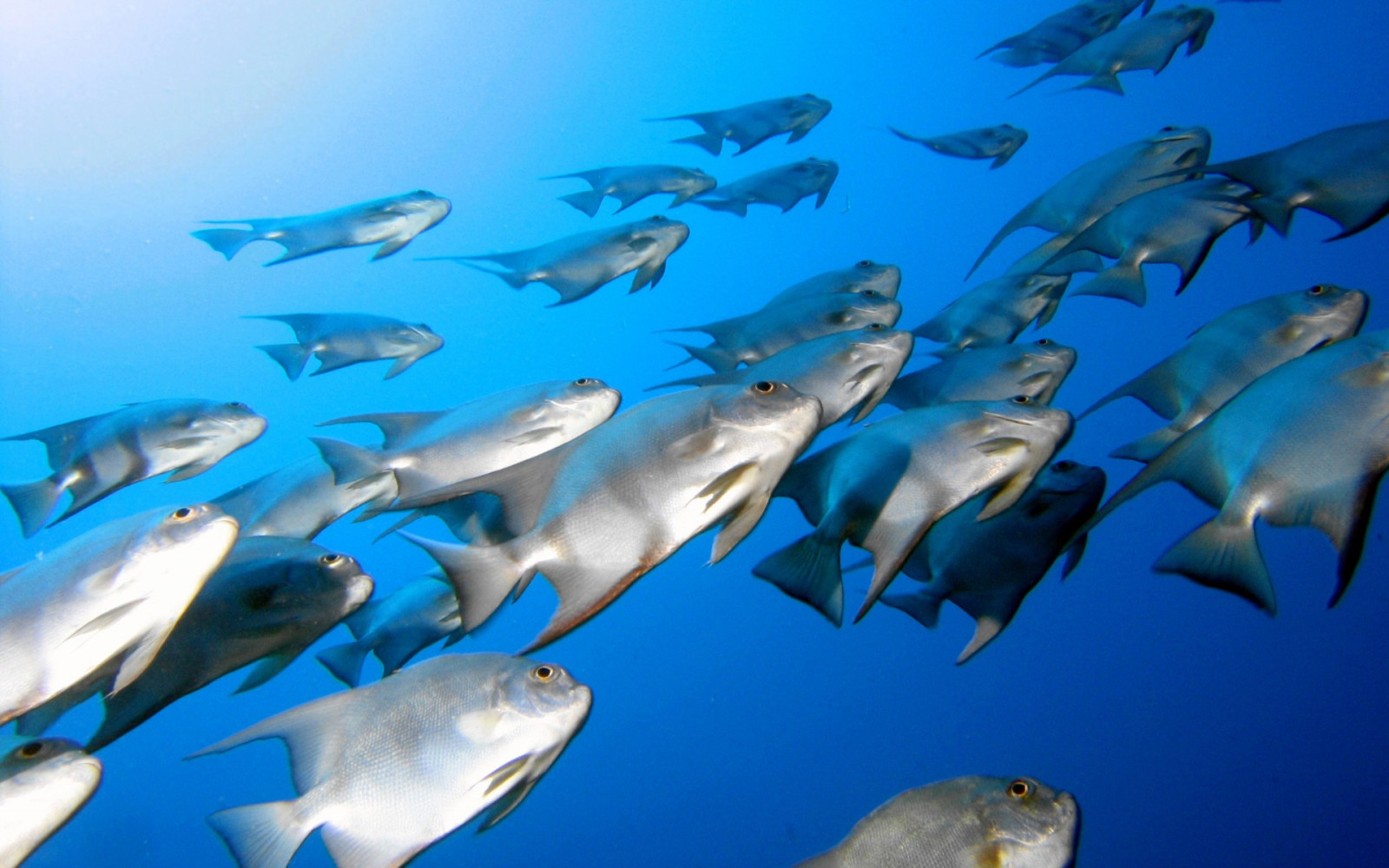 animali, mare, pesce, subacqueo, barriera corallina, delfino, biologia, oceano, scogliera, ecosistema, biologia marina, mammifero marino, Tursiops truncatus, breve becco delfino comune, pesci di barriera corallina, carcharhinidae, Stenella