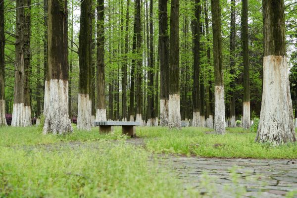 outdoors,tree trunk,grass