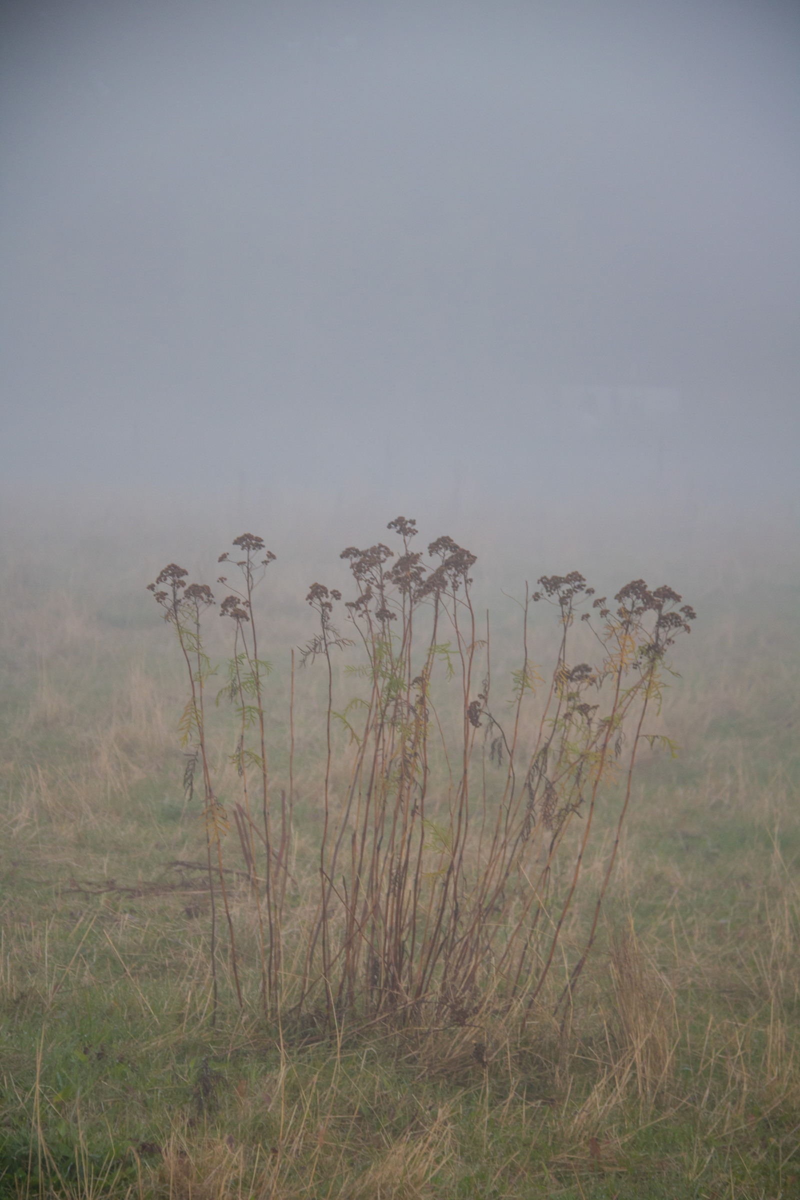 krajina, kopec, Příroda, tráva, pole, ráno, mlha, vítr, horizont, divočina, step, mokřadní, mrak, strom, mlha, květ, lučina, rostlina, flóra, dimma, venkov, pastvina, landsbygd, s dersl tt, exif modelu canoneos760d, geocountry, Kamera aby kánon, geocity, Model fotoaparátu canoneos760d, geostate, geolocation, EXIF čočka efs18200mmf3556is, EXIF otvor 56, exif aby kánon, exif focallength 90mm, exif isospeed 640, zemědělství, louka, prostý, divoká rostlina, prérie, bažina, venkov, místo výskytu, přírodní prostředí, atmosférický jev, ekosystém, tráva rodina, savana, ekoregion